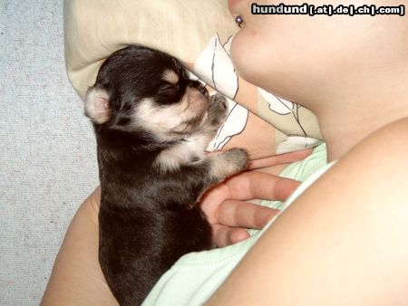 Chihuahua kurzhaariger Schlag Unser Nachwuchs 3 Wochen alt