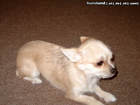 Chihuahua kurzhaariger Schlag Hunde Foto 17392 Chihuahua kurzhaariger Schlag Das ist meine kleine Angiemaus.(1,3 Jahre)