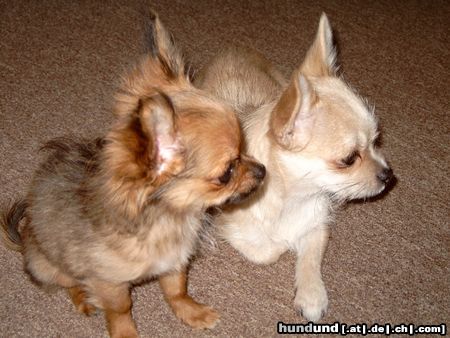 Chihuahua kurzhaariger Schlag Hunde Foto 17668 Chihuahua kurzhaariger Schlag meine zwei Mäuse