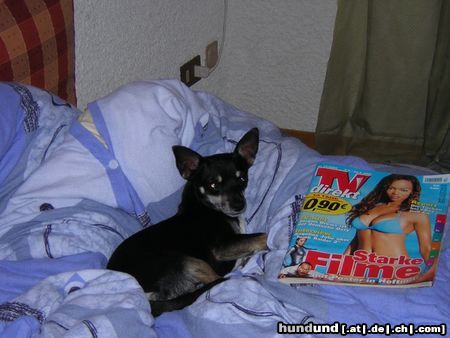 Chihuahua kurzhaariger Schlag Hunde Foto 5086 Chihuahua kurzhaariger Schlag wieder nix im Fernsehen....