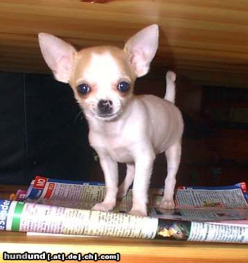 Chihuahua kurzhaariger Schlag Hunde Foto 3832 Chihuahua kurzhaariger Schlag Chi-Chi von den Bartenwetzern