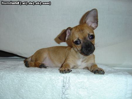 Chihuahua kurzhaariger Schlag Hunde Foto 7424 Chihuahua kurzhaariger Schlag Roxy-Baby
