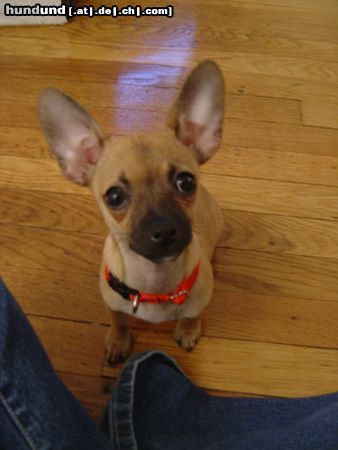 Chihuahua kurzhaariger Schlag Hunde Foto 8146 Chihuahua kurzhaariger Schlag Roxy, 17 Wochen