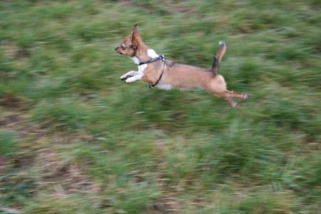 Chihuahua kurzhaariger Schlag Hunde Foto 40728 Chihuahua kurzhaariger Schlag Flughund