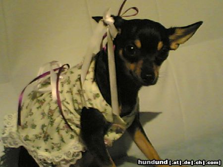 Chihuahua kurzhaariger Schlag Hunde Foto 19397 Chihuahua kurzhaariger Schlag Prinzessin gina