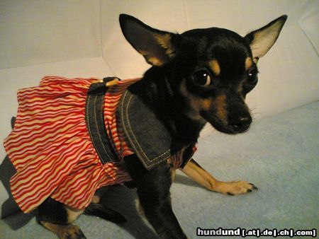 Chihuahua kurzhaariger Schlag Hunde Foto 19398 Chihuahua kurzhaariger Schlag Hübsche gina