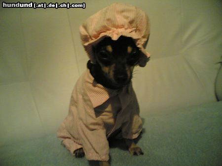 Chihuahua kurzhaariger Schlag Hunde Foto 19399 Chihuahua kurzhaariger Schlag Schlaf mütze gina