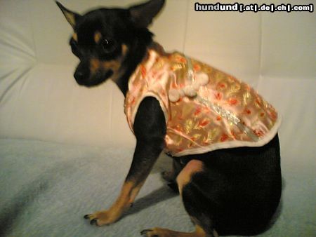 Chihuahua kurzhaariger Schlag Hunde Foto 19401 Chihuahua kurzhaariger Schlag Die Asiatische prinzessin