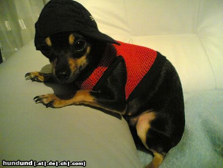 Chihuahua kurzhaariger Schlag Hunde Foto 19402 Chihuahua kurzhaariger Schlag Die Coole gina