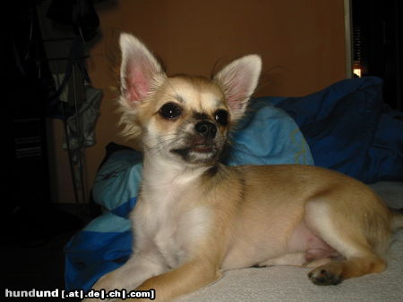 Chihuahua kurzhaariger Schlag Hunde Foto 25370 Chihuahua kurzhaariger Schlag Ich bin Chito