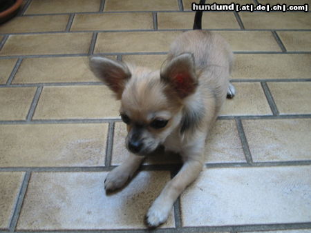 Chihuahua kurzhaariger Schlag Hunde Foto 25744 Chihuahua kurzhaariger Schlag