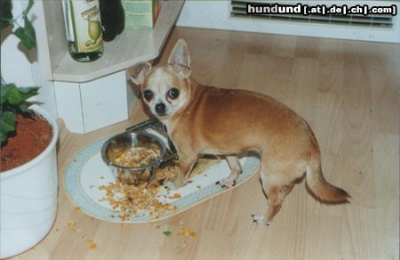 Chihuahua kurzhaariger Schlag Hunde Foto 4750 Chihuahua kurzhaariger Schlag Wehe mir klaut einer was ...