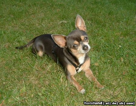 Chihuahua kurzhaariger Schlag Hunde Foto 14818 in höherer Auflösung ansehen Chihuahua kurzhaariger Schlag Unser Süßer