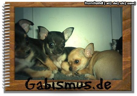 Chihuahua kurzhaariger Schlag Hunde Foto 13257 Chihuahua kurzhaariger Schlag sei unser Gast!