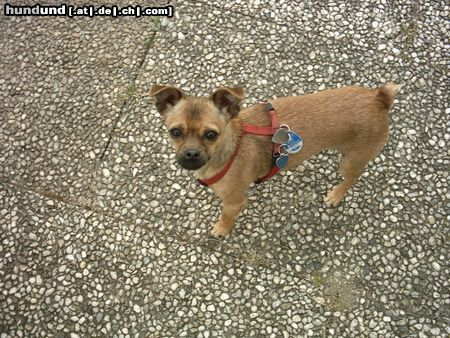 Chihuahua kurzhaariger Schlag Hunde Foto 5950 Chihuahua kurzhaariger Schlag Chi Mix - Gruppensieger Mischlingshundeschau Siegen