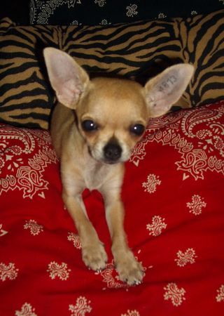 Chihuahua kurzhaariger Schlag Zombie van Ratfink