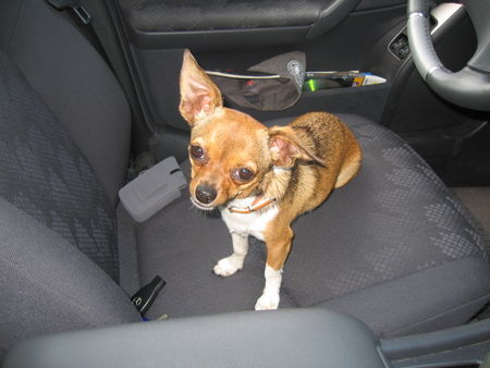Chihuahua kurzhaariger Schlag Wann fahren wir endlich..?