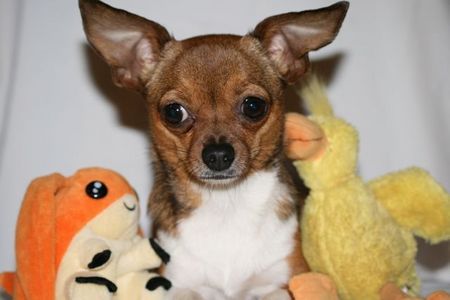 Chihuahua kurzhaariger Schlag Lucy 3 Jahre