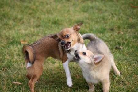 Chihuahua kurzhaariger Schlag Emma und Lucy beim spielen..