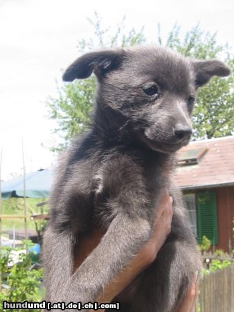Chihuahua kurzhaariger Schlag Hunde Foto 11715 Chihuahua kurzhaariger Schlag Keine Beschreibung