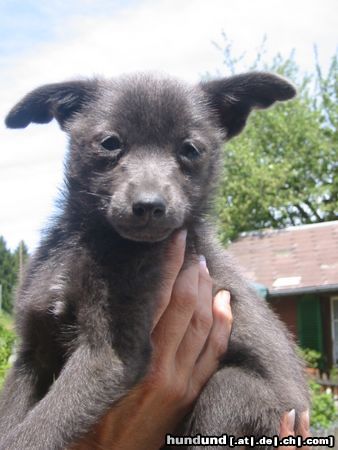 Chihuahua kurzhaariger Schlag Hunde Foto 11716 Chihuahua kurzhaariger Schlag Keine Beschreibung