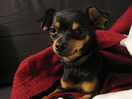 Chihuahua kurzhaariger Schlag Hunde Foto 38525 in höherer Auflösung ansehen Chihuahua kurzhaariger Schlag Kira