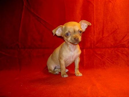 Chihuahua kurzhaariger Schlag Hunde Foto 40489 Chihuahua kurzhaariger Schlag Mia mit ca 7 Wochen :)