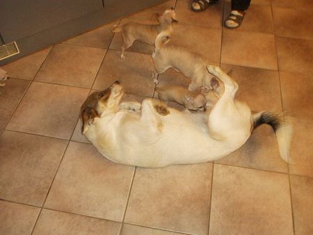 Chihuahua kurzhaariger Schlag Hunde Foto 1433 Chihuahua kurzhaariger Schlag Unsere TWH Isis Mit Chihuahua+ Mischlingen