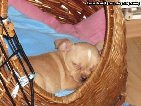 Chihuahua kurzhaariger Schlag Hunde Foto 17480 in höherer Auflösung ansehen Chihuahua kurzhaariger Schlag Müde.... 11 wochen alt