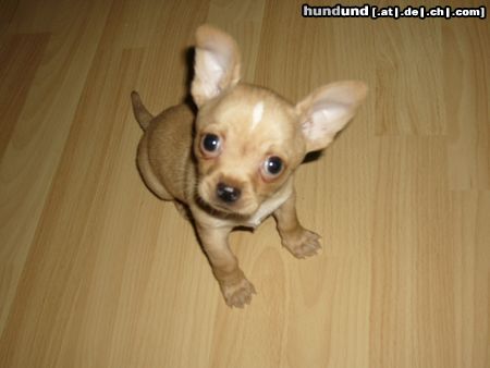 Chihuahua kurzhaariger Schlag Hunde Foto 17479 in höherer Auflösung ansehen Chihuahua kurzhaariger Schlag Unser Stitch ca 12 wochen alt