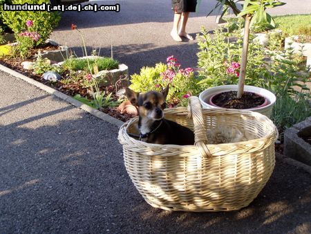 Chihuahua kurzhaariger Schlag Hunde Foto 13901 Chihuahua kurzhaariger Schlag spiky