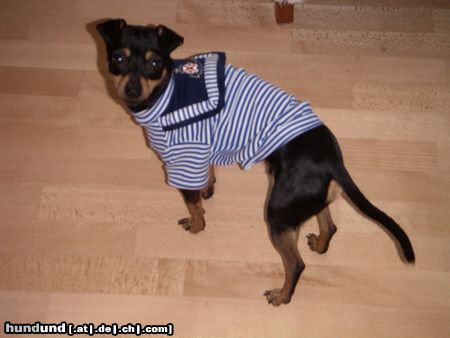 Chihuahua kurzhaariger Schlag Hunde Foto 3924 Chihuahua kurzhaariger Schlag Tomi im Matrosen look