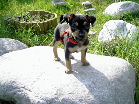 Chihuahua kurzhaariger Schlag Hunde Foto 38847 in höherer Auflösung ansehen Chihuahua kurzhaariger Schlag Hallo ich bin Chico