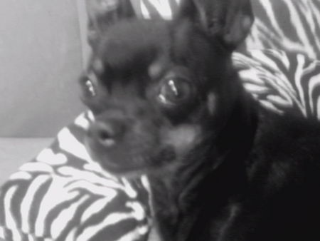Chihuahua kurzhaariger Schlag Hunde Foto 32890 in höherer Auflösung ansehen Chihuahua kurzhaariger Schlag bin ich ned sweeet!!!!!!