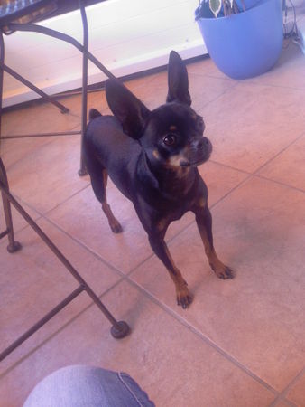 Chihuahua kurzhaariger Schlag ich lüb dich!!!!!!