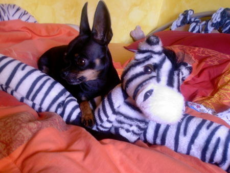 Chihuahua kurzhaariger Schlag und auf diesem bild bin ich (der speedy) und eienr meiner besten kumpels abgeblidet er heißt zebri