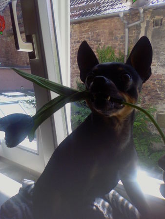 Chihuahua kurzhaariger Schlag eine Blume für dich und 10000 küsse