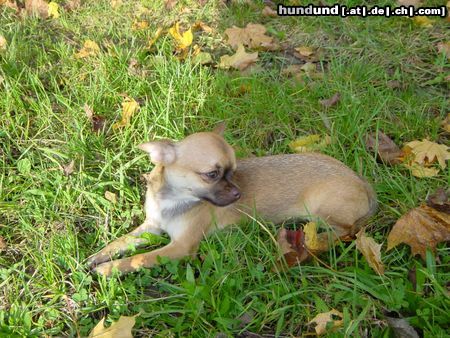 Chihuahua kurzhaariger Schlag Hunde Foto 15978 Chihuahua kurzhaariger Schlag Herbstfoto, Jabalina vom Hause Lutzina, 10 Monate alt