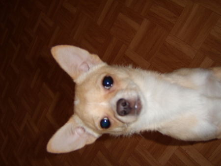 Chihuahua kurzhaariger Schlag Der kleine Hector
