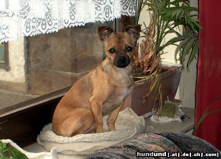 Chihuahua kurzhaariger Schlag Hunde Foto 19557 in höherer Auflösung ansehen Chihuahua kurzhaariger Schlag Chi Mix - Gruppensieger Mischlingshundeschau Siegen 2003