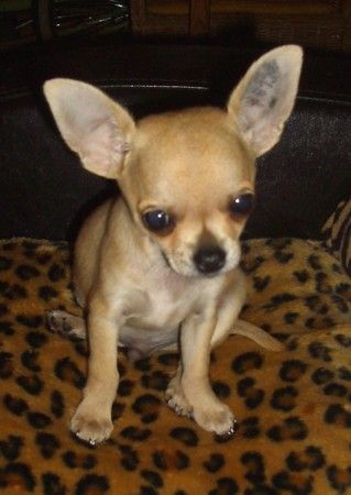 Chihuahua kurzhaariger Schlag Hunde Foto 26942 in höherer Auflösung ansehen Chihuahua kurzhaariger Schlag Zombie