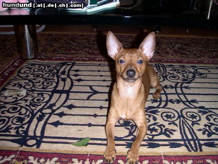 Chihuahua kurzhaariger Schlag Hunde Foto 3761 Chihuahua kurzhaariger Schlag Tobi