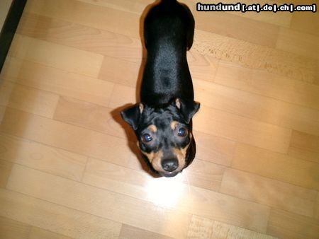 Chihuahua kurzhaariger Schlag Hunde Foto 3763 Chihuahua kurzhaariger Schlag Tobi