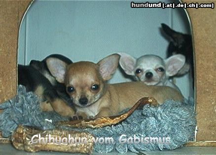 Chihuahua kurzhaariger Schlag Hunde Foto 13247 Chihuahua kurzhaariger Schlag Wer bist denn du?