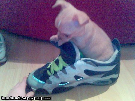Chihuahua kurzhaariger Schlag Hunde Foto 17481 Chihuahua kurzhaariger Schlag 11 wochen alt