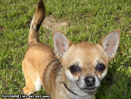 Chihuahua kurzhaariger Schlag Hunde Foto 12656 Chihuahua kurzhaariger Schlag Herr