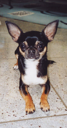 Chihuahua kurzhaariger Schlag mein Zampi als erwachsener Rüde