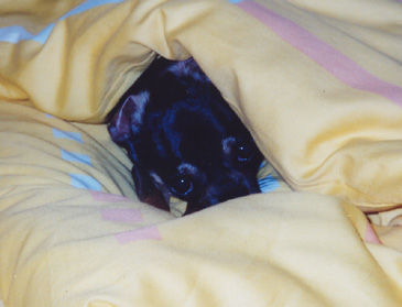 Chihuahua kurzhaariger Schlag Zampis liebster Platz: unter der Bettdecke