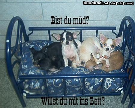 Chihuahua kurzhaariger Schlag Hunde Foto 18003 in höherer Auflösung ansehen Chihuahua kurzhaariger Schlag Besucht uns mal!