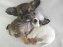 Chihuahua kurzhaariger Schlag Hunde Foto 20198 in höherer Auflösung ansehen Chihuahua kurzhaariger Schlag lief he